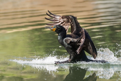 Cormorant;Double-crested-Cormorant;Flying-Bird;Phalacrocorax-auritus;Photography